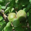 Prunus armeniaca cvs